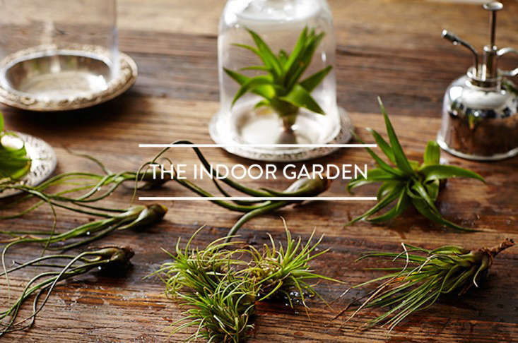 Table of Contents: The Indoor Garden - Gardenista