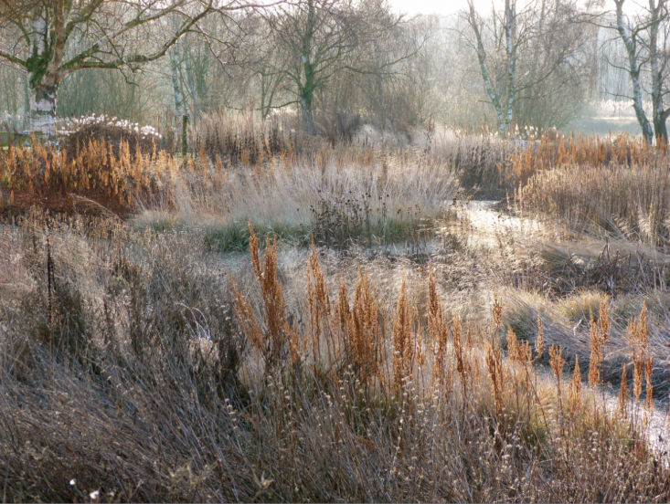 Gardening 101: How to Care for Perennial Grasses - Gardenista