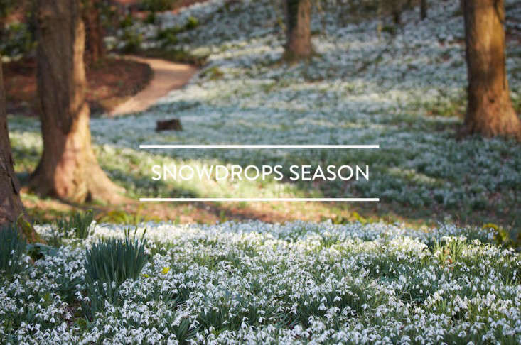 Table of Contents: Snowdrops Season - Gardenista