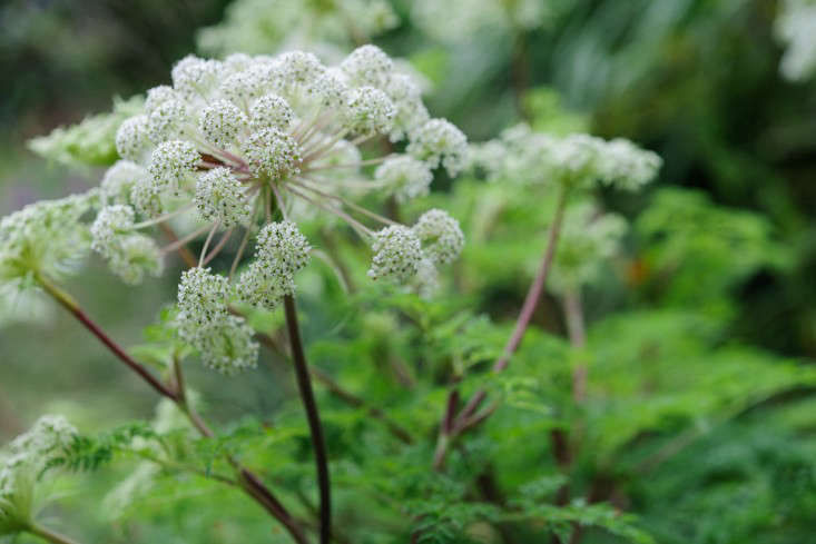 Tips & Tools: Sow Seeds While They're Fresh - Gardenista