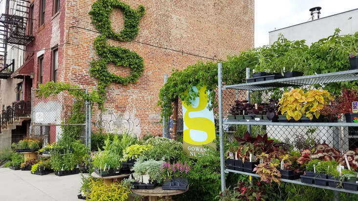 Shopper's Diary: Gowanus Nursery in Brooklyn - Gardenista