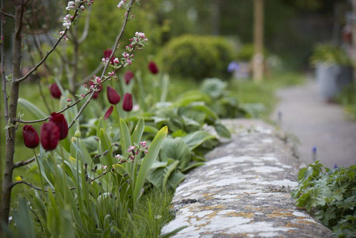 Gardening 101: Tulip - Gardenista