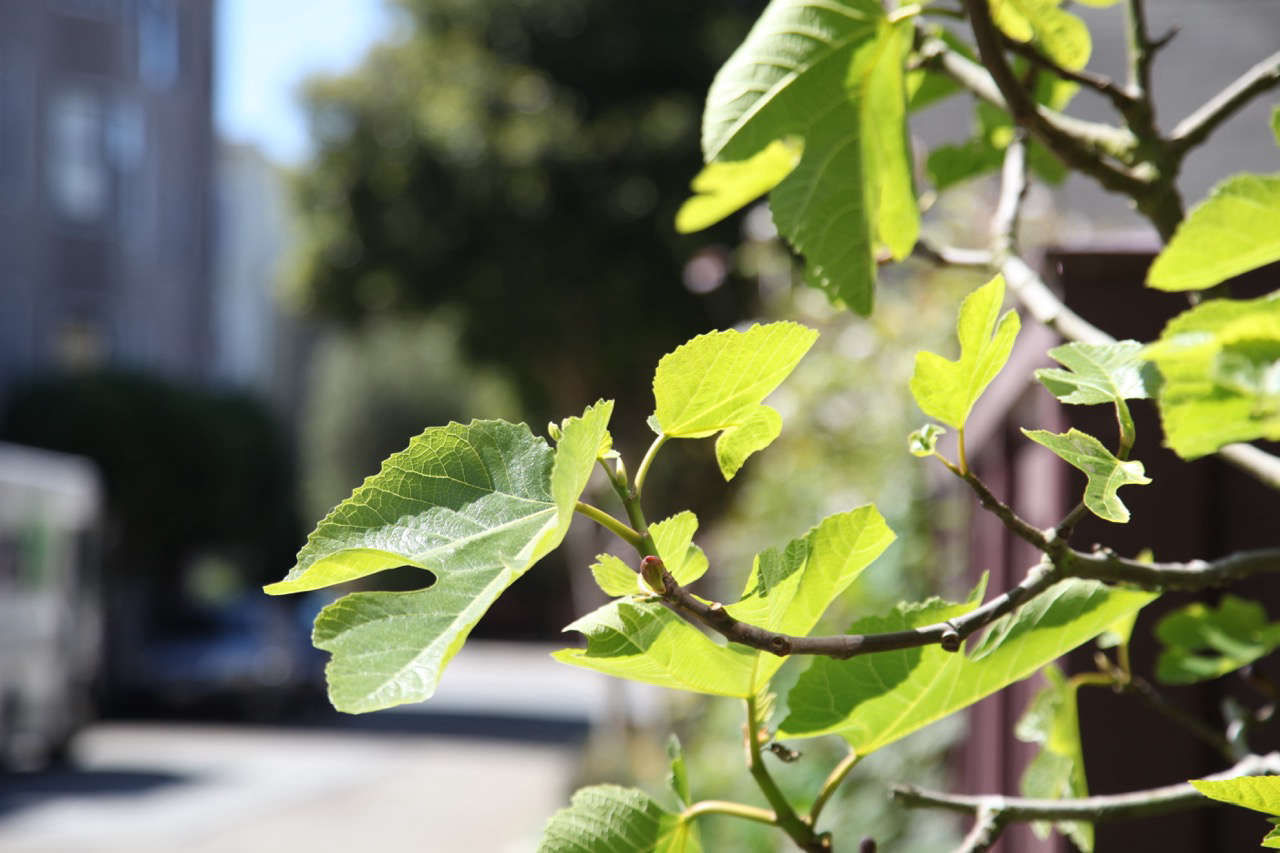 The Novice Gardener: Is It Safe to Eat Food Grown in Polluted Urban Air? - Gardenista