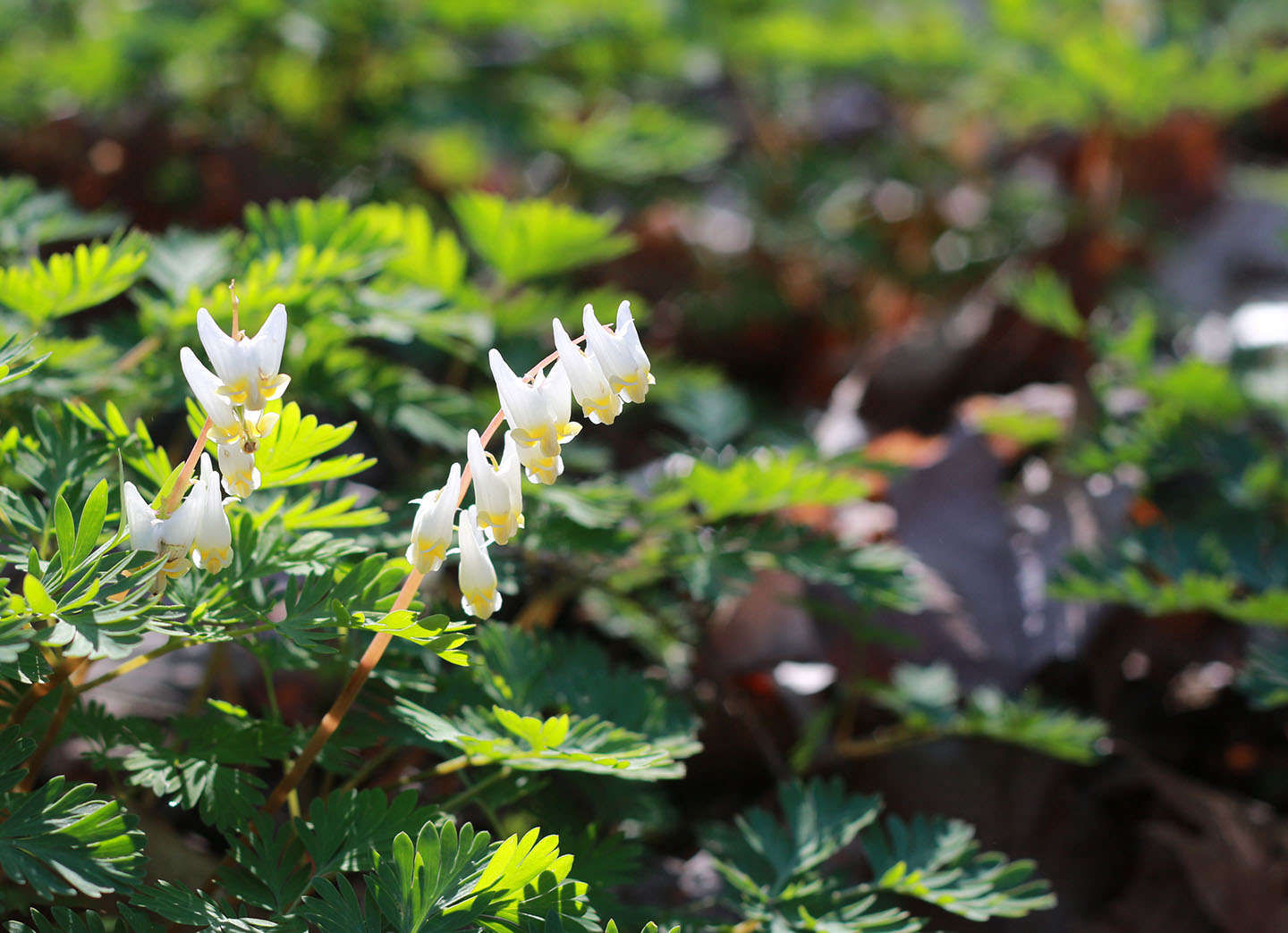 Lessons in Green: Manhattan's Hidden Forest - Gardenista