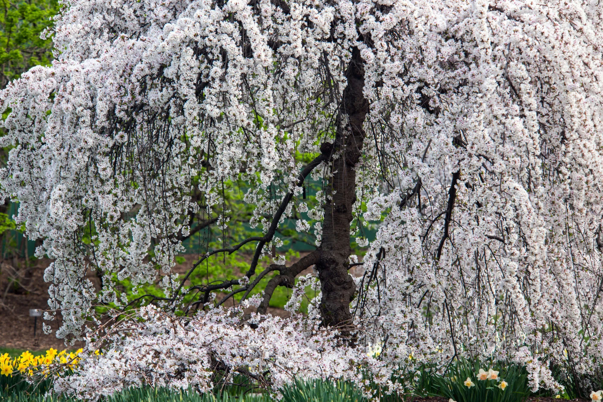 Required Reading: The New York Botanical Garden - Gardenista