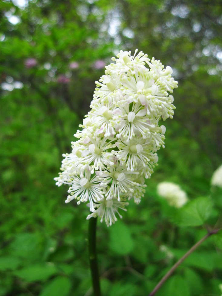 Native Perennials for a Shade Garden: 9 Favorites for Cold Climates - Gardenista