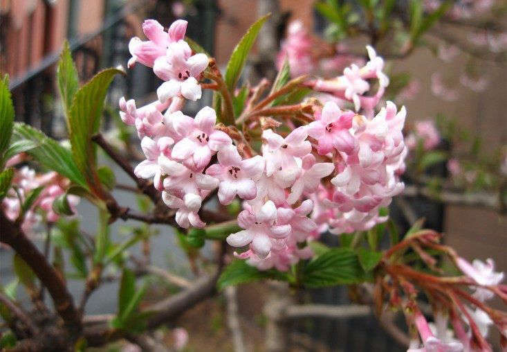 8 Cold-Climate Flowering Shrubs and Small Trees for Early Spring - Gardenista