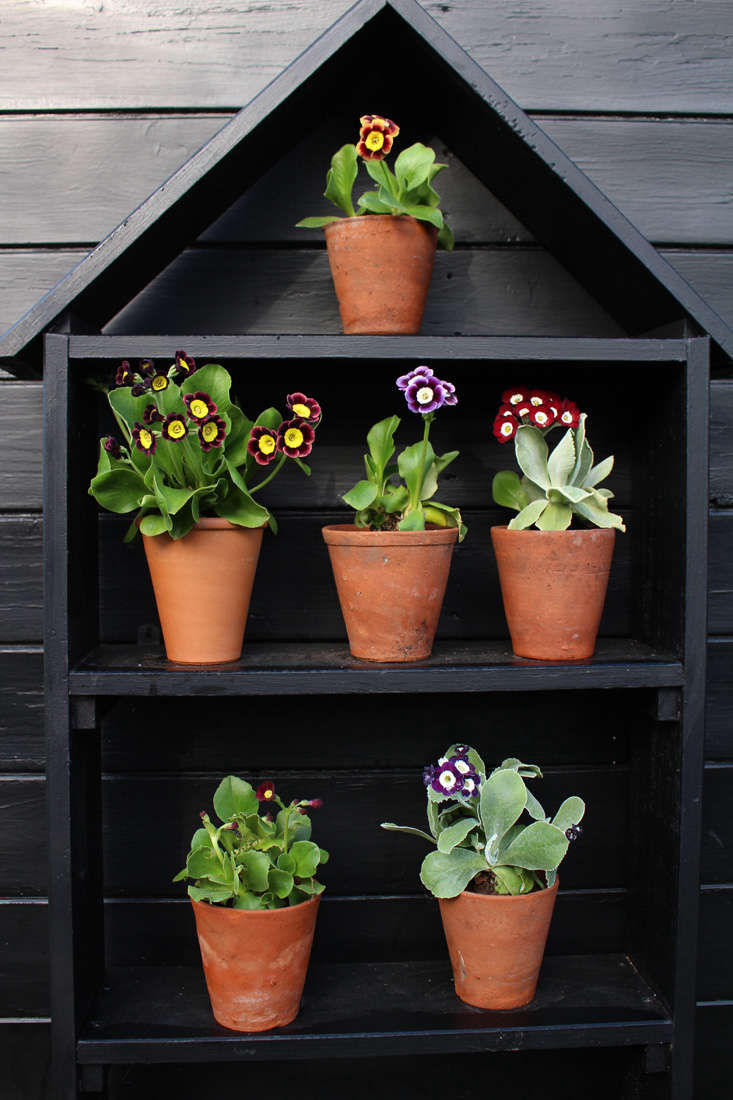 DIY: The Not-So-Tricky Auricula Theater - Gardenista