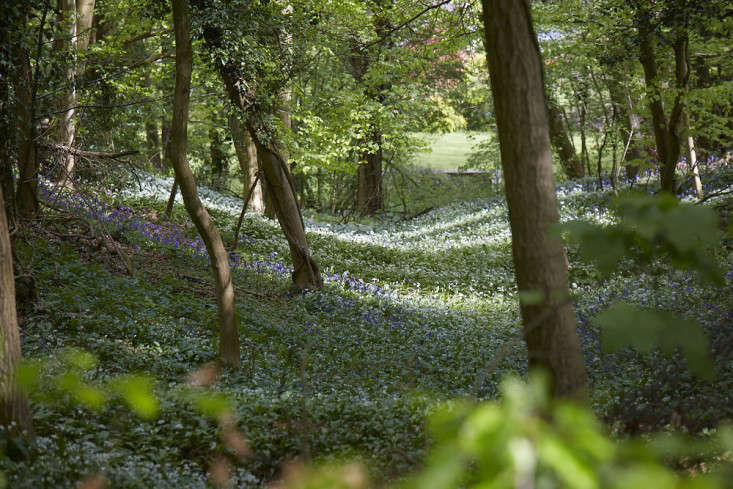 Garden Visit: Bluebells and Wild Garlic in Standish Wood - Gardenista