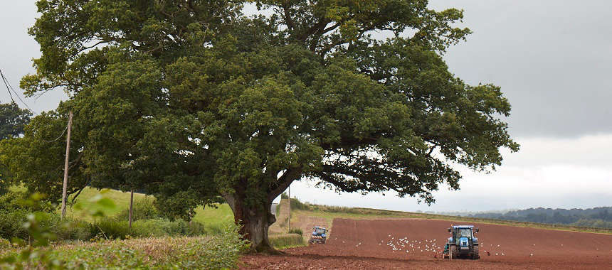 Gardening 101: Oak Trees - Gardenista