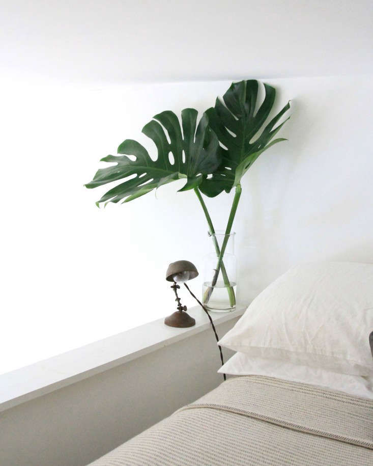 Monstera Deliciosa: Big Plant, Small Apartment - Gardenista