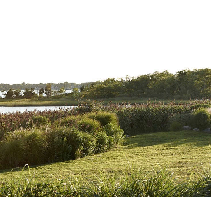 Gardening 101: Northern Bayberry - Gardenista