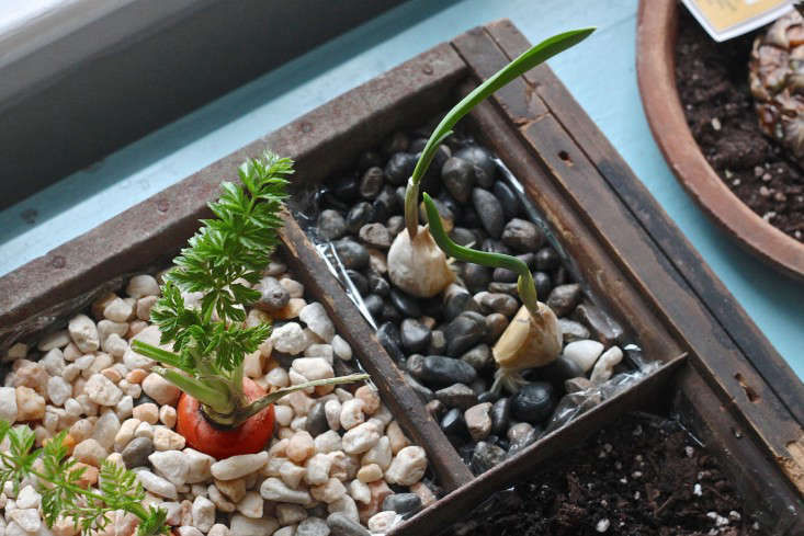 DIY: Grow an Indoor Compost Garden - Gardenista