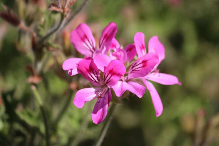 Gardening 101: Pelargonium - Gardenista