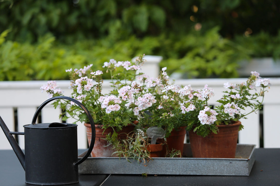 Garden Visit: Mette Krull's Danish Greenhouse - Gardenista