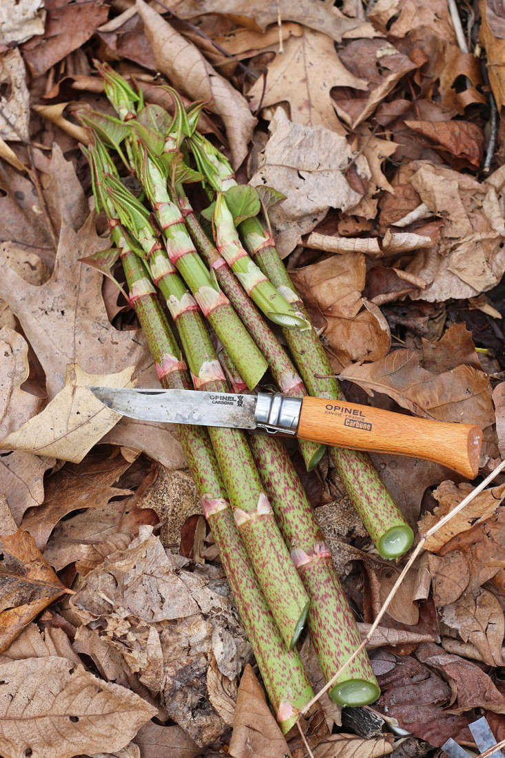 Weeds You Can Eat: Japanese Knotweed Hummus - Gardenista