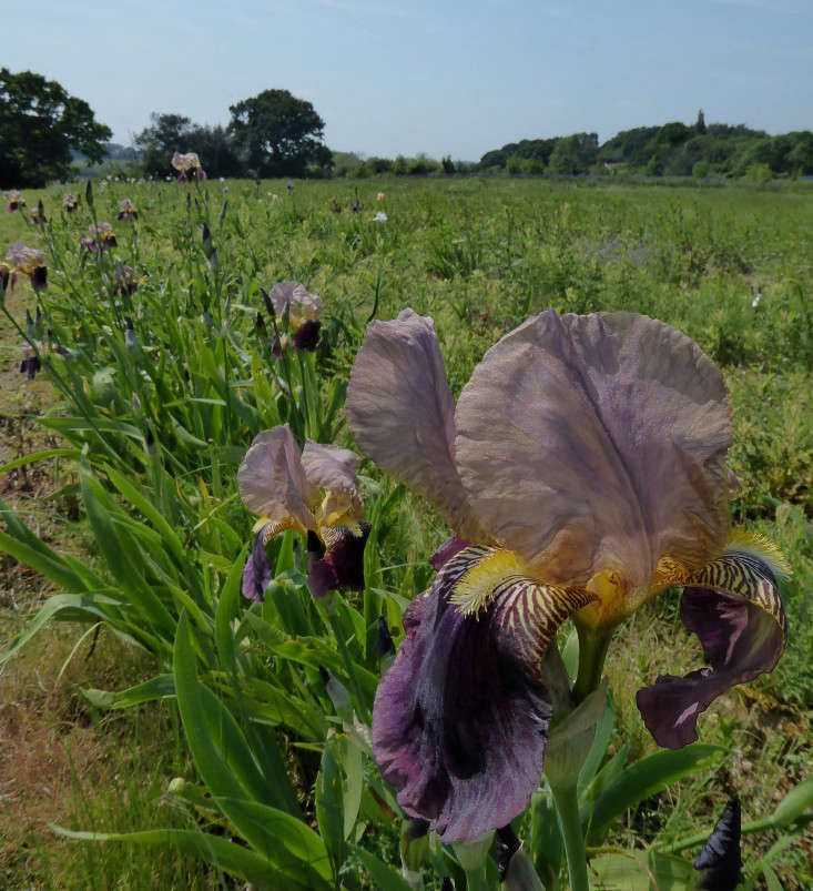 Shopper's Diary: The Iris Fields of Woottens of Wenhaston - Gardenista