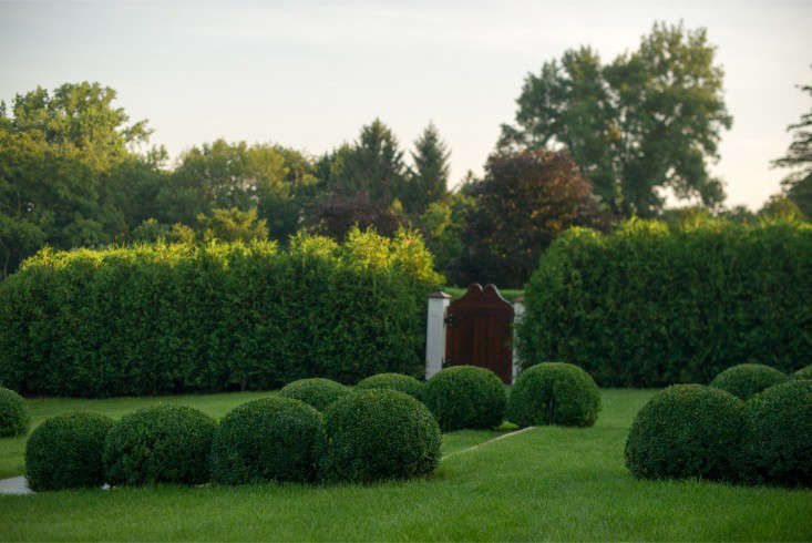 For Love of Boxwood