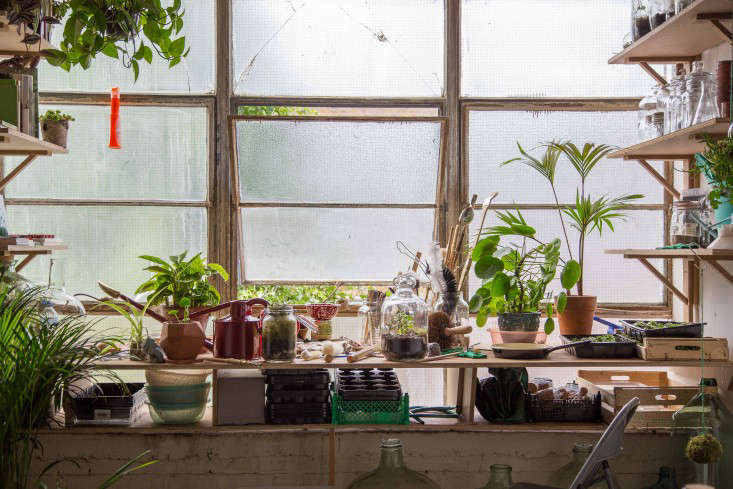 Studio Visit: Gardening Under Glass with Emma Sibley of London Terrariums - Gardenista