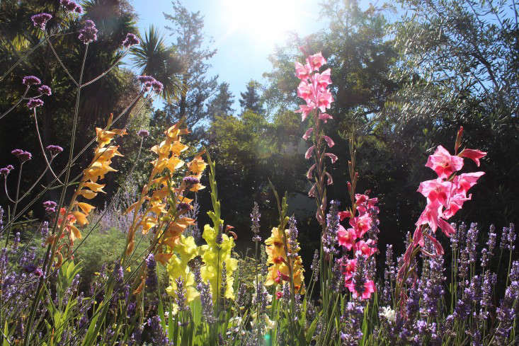 Gladiolus: Rethinking a Funeral Flower - Gardenista