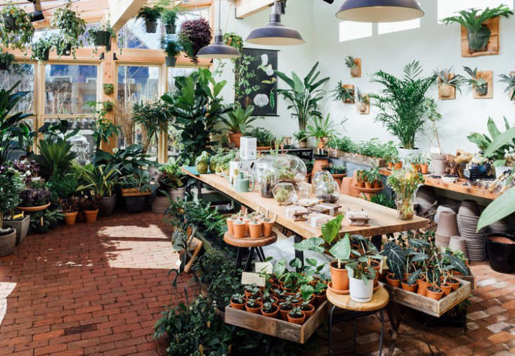 Shopper's Diary: A Love Affair with Houseplants at Pistils Nursery in Portland - Gardenista