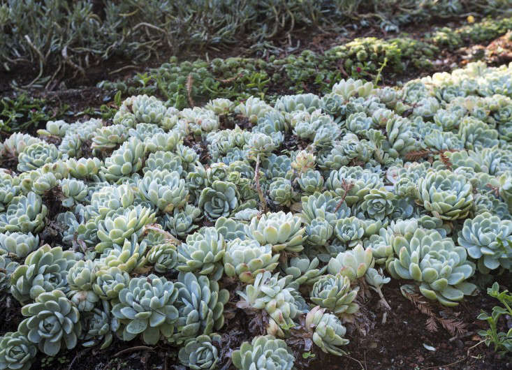 Gardening 101: Echeverias - Gardenista