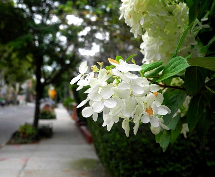 Hydrangeas: 10 Best Flowering Shrubs to Grow - Gardenista