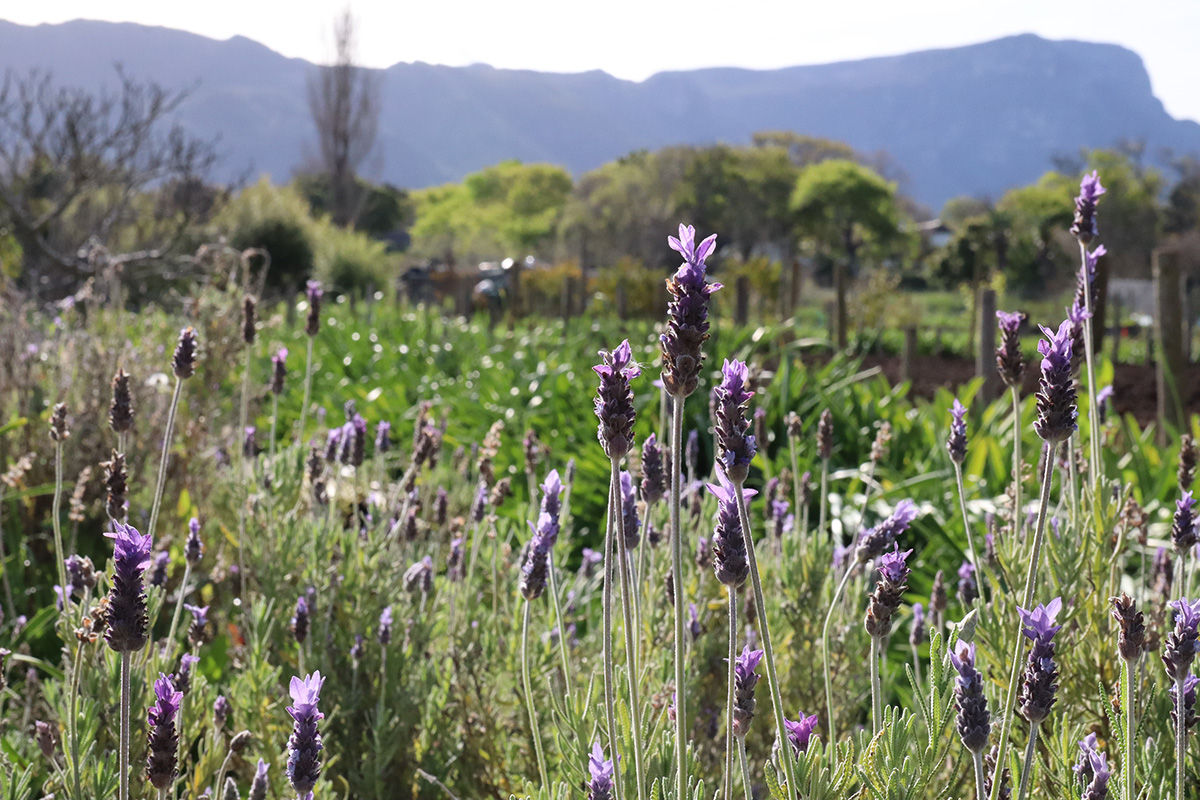 Jaftha's Flower Farm in Cape Town, South Africa, in Spring