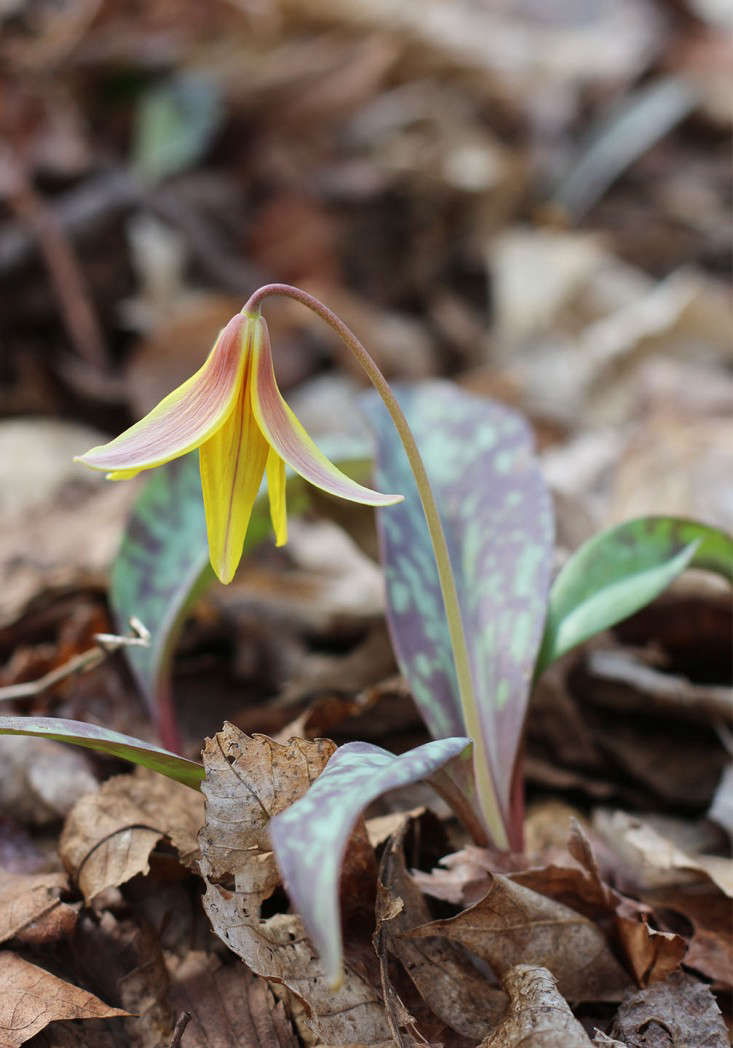 Secrets in Plain Sight: NYC's Pelham Bay Park in Spring - Gardenista