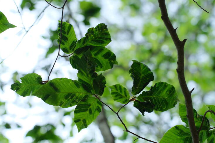 You won&#8\2\17;t be able to see the worm that causes beech leaf disease as it is microscopic. Instead, look for symptoms, including dark stripes on leaves, an early sign of the disease. Photograph by Matt Borden via Flickr.