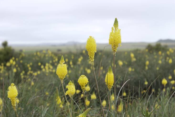 Hantam Botanic gardens is on a plateau outside Nieuwoudtville and functions as conservation area for a diverse range of geophytes; it is often referred to as &#8220;the bulb capital of the world.&#8221; Pictured: Bulbinella spp.