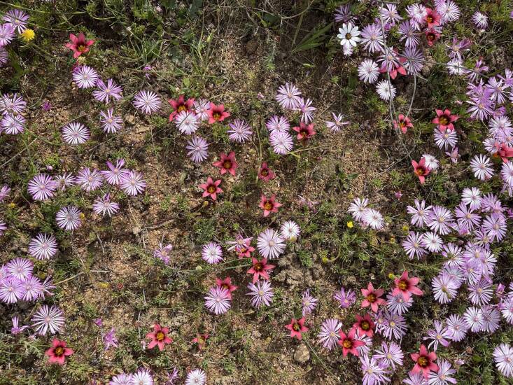 A carpet of Romulea hirsuta with a member of the Aizoaceae or Ice Plant family, of which there are approximately 100 types in South Africa. You can read about Christin&#8217;s trip to South Africa in Have Flowers, Will Travel: South Africa&#8217;s Superblooms.