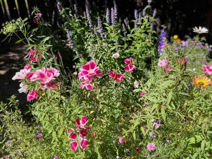 A medley of wildflowers, including Clarkias.