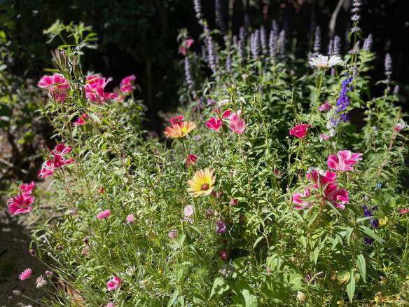 Gardening 101: Strawflower - Gardenista