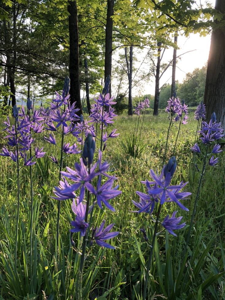 Camassia are native to the U.S. and are frequented by native bees and other pollinators.