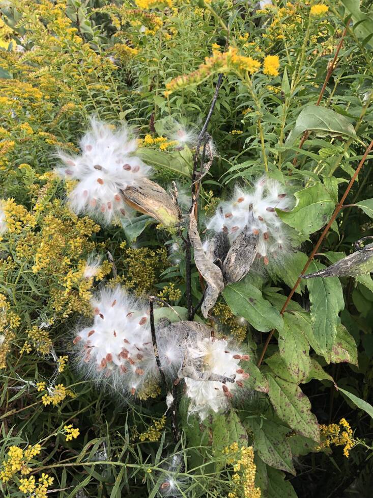 Milkweed pods opened to expose their downy seeds amidst a sea of goldenrod. In addition to eating goldenrod seeds, birds like Goldfinches will use milkweed floss to line their nests.