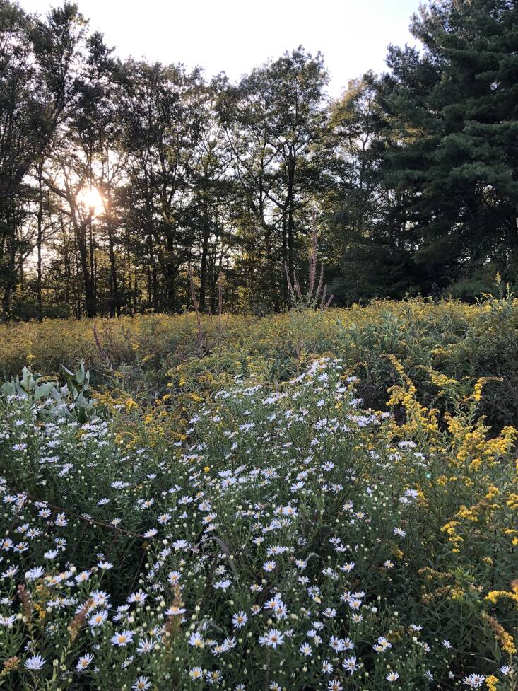 Autumn meadow of asters and goldenrod provides habitat for insects and wildlife, as well as a buffet for insect-eating birds and later for seed eaters, like finches, when the flowers turn to seeds.