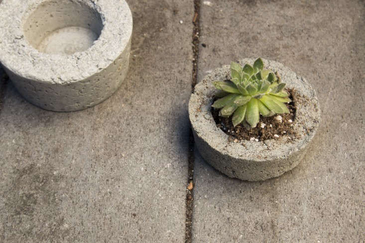 DIY on a Budget: $30 Mini Concrete Planters - Gardenista