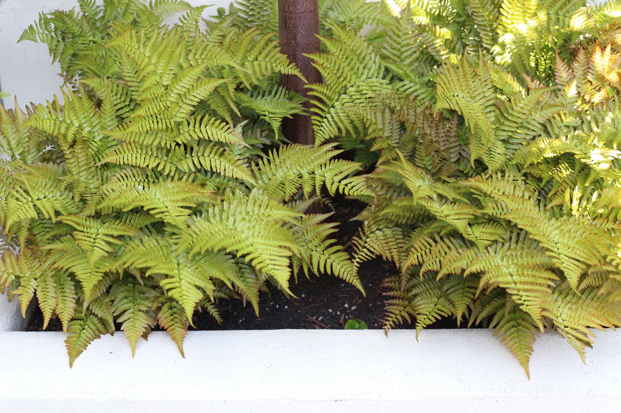 Best Easy to Grow Ferns: Our Favorites for the Garden and Landscape