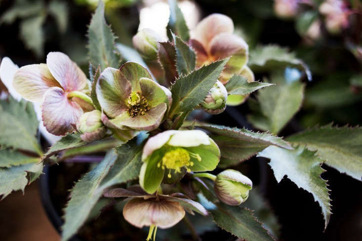 Shopper's Diary: Flowerland in SF's East Bay - Gardenista