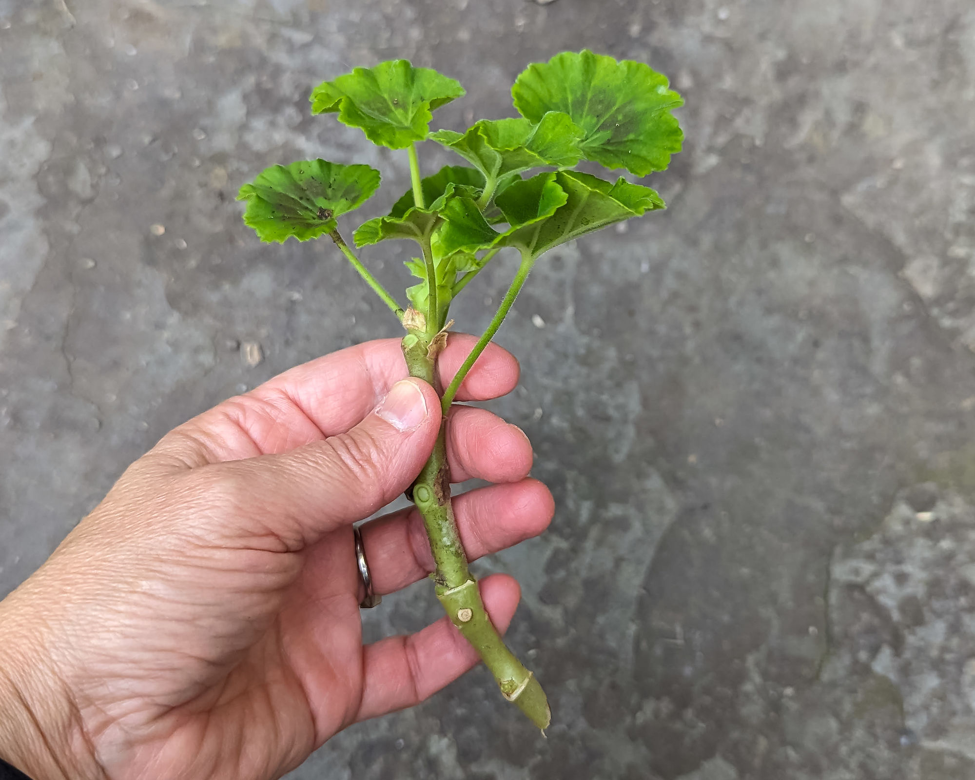 How to Propagate Annuals: Coleus, Pelargoniums, Rosemary