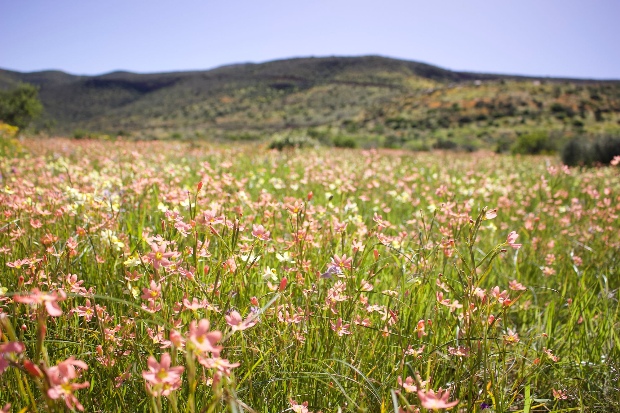 South Africa Spring Superbloom 2023: Where to Go, What to See