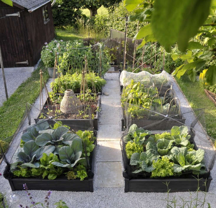 Best Edible Garden (Tied): Judy in Somerset, England - Gardenista