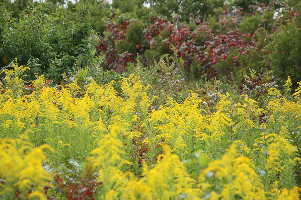 Fall Allergies: What Causes Them? Ragweed, Mugwort, or Goldenrod?