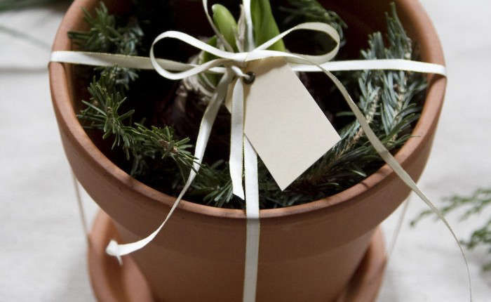 DIY Gift: Potted Amaryllis Bulb - Gardenista