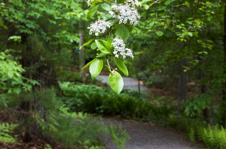 WalkontheWildSide:ANewEnglandWoodlandGarden-Gardenista