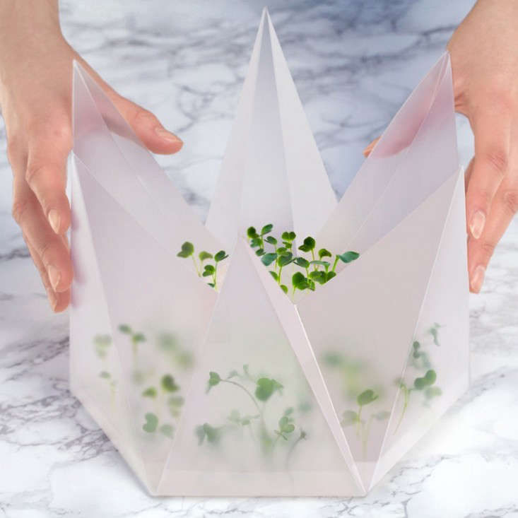 Origami Seed Kit: The Gentle Art of Sprouting Salad - Gardenista