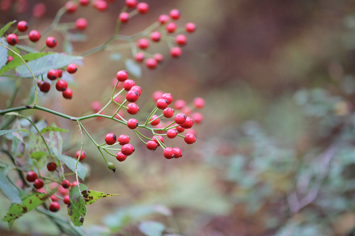 Rosehips are a nutritious functional food and ripe in fall