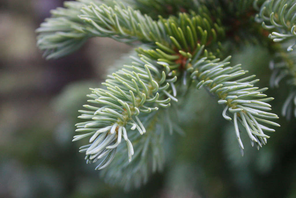 5 Favorites: Silvery Conifers - Gardenista