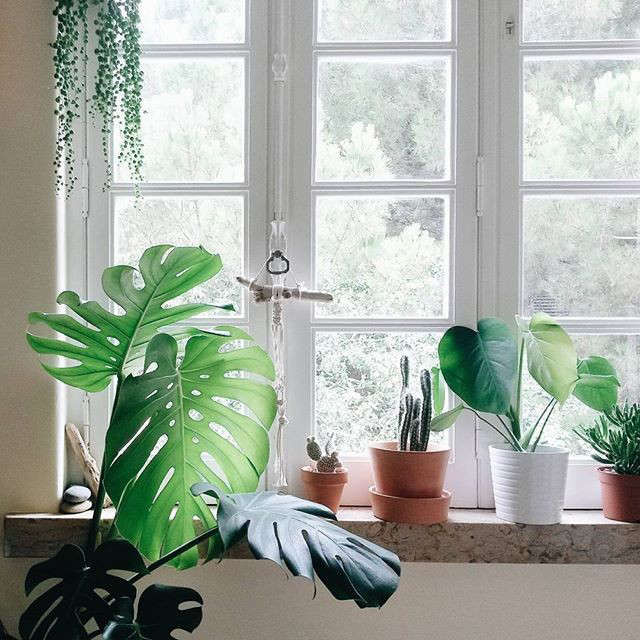 #GardenistaIndoors: Happy Houseplants from Gardenista Readers - Gardenista